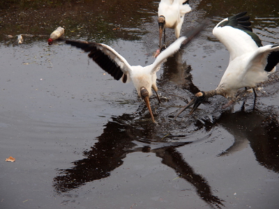 [Two wood storks in the foreground have their wings spread and their beaks open as they splash the water. A third wood stork is in the wter behind them searching for its food.]